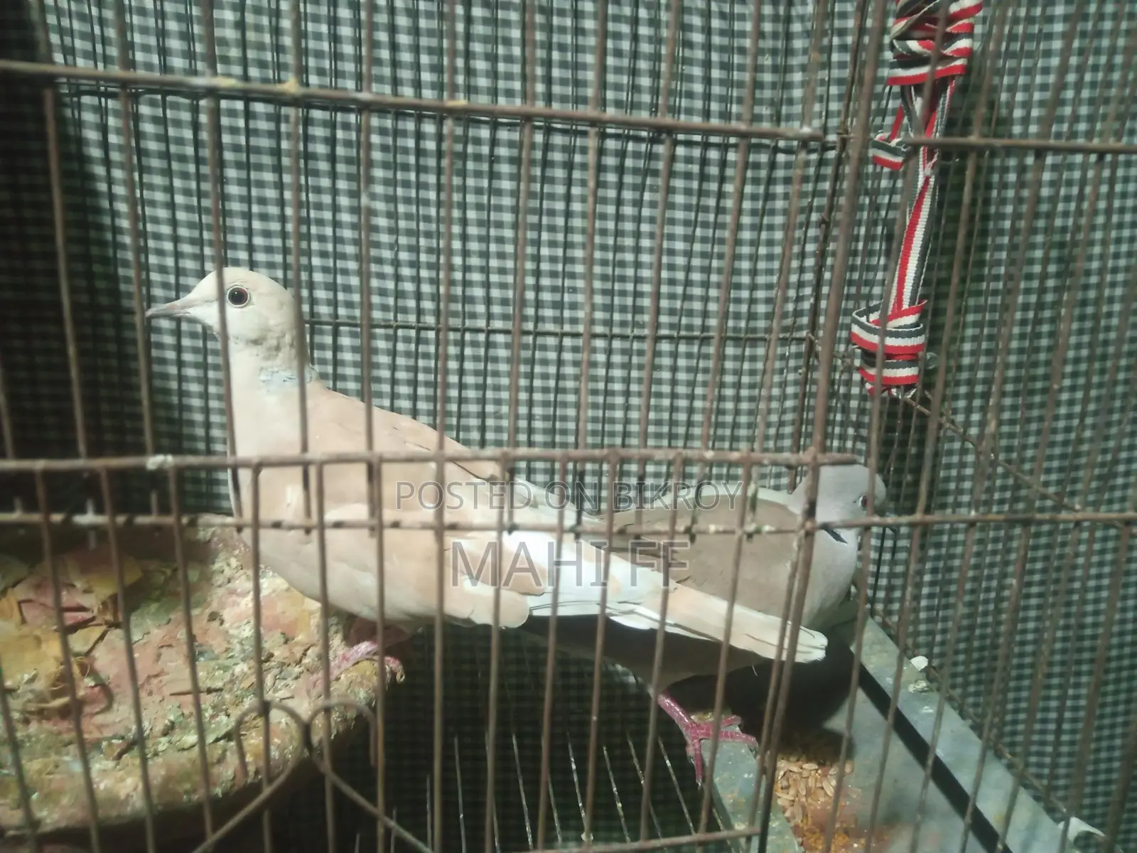 Australian Dove