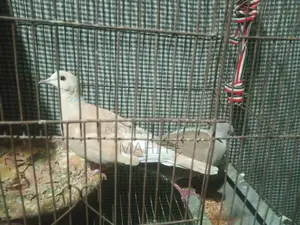 Australian Dove