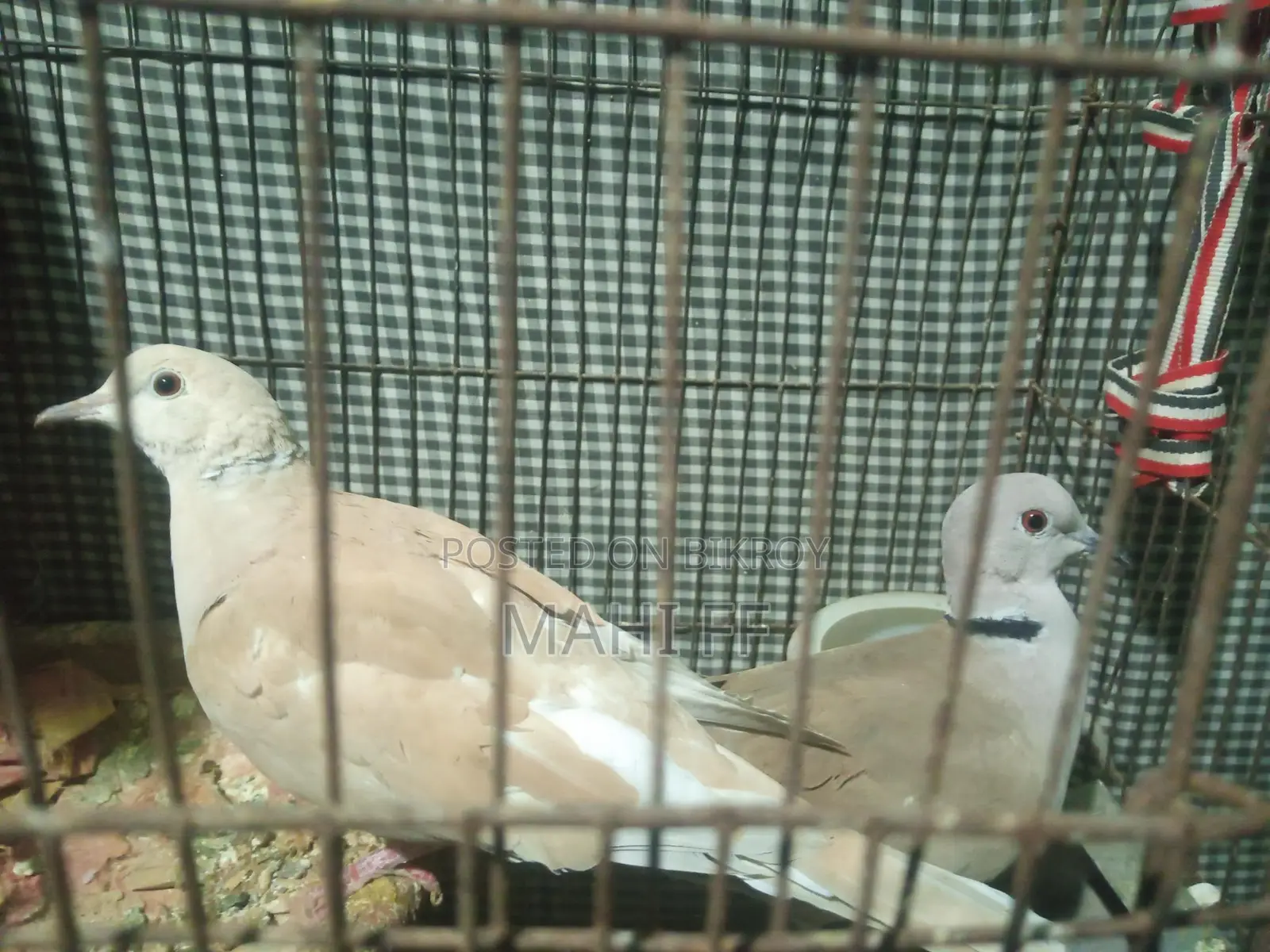 Australian Dove