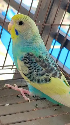 অ্যাডাল্ট পাইড পেয়ার