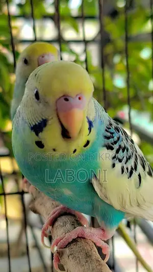 অ্যাডাল্ট পাইড পেয়ার