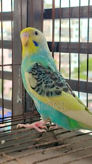 অ্যাডাল্ট পাইড পেয়ার