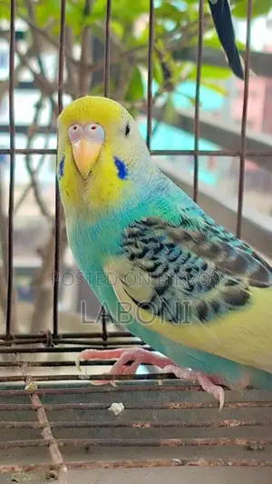 অ্যাডাল্ট পাইড পেয়ার
