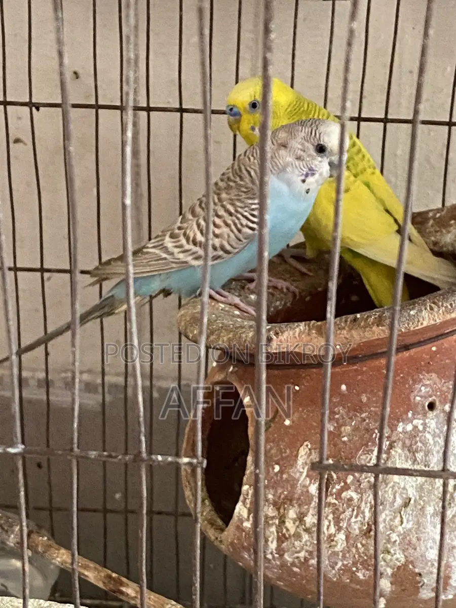 Budjiegar Bird Full Adult