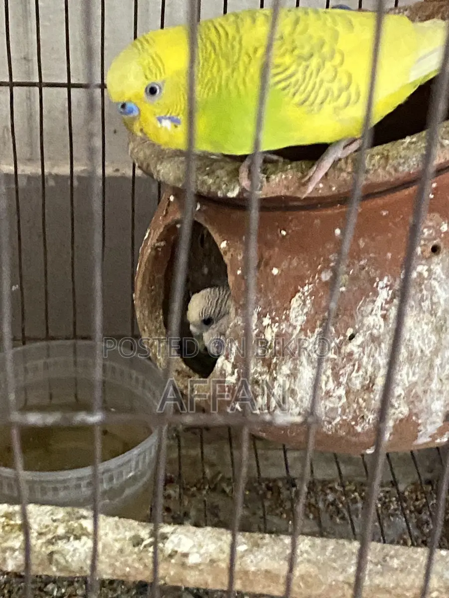 Budjiegar Bird Full Adult