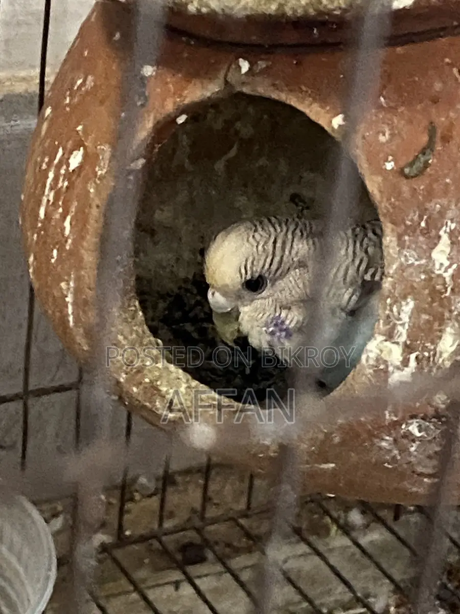 Budjiegar Bird Full Adult