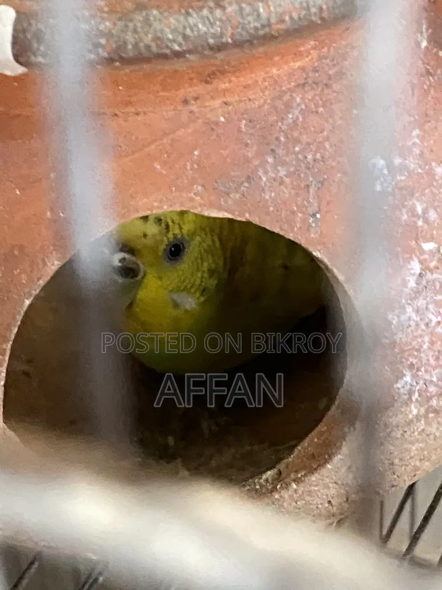 Budjiegar Bird Full Adult