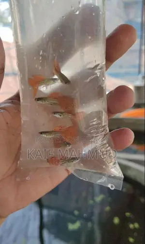 Red Metal Guppy