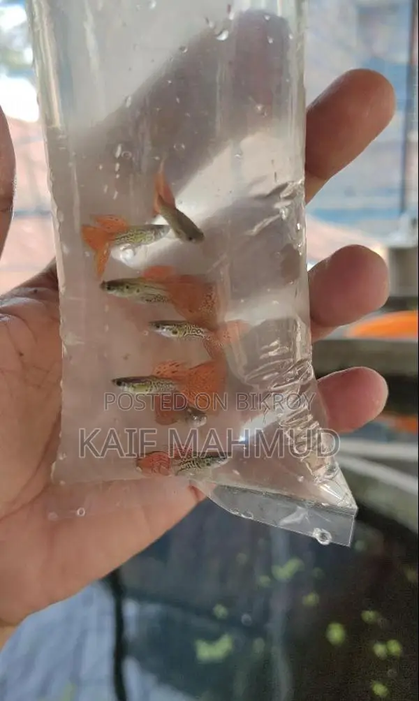 Red Metal Guppy