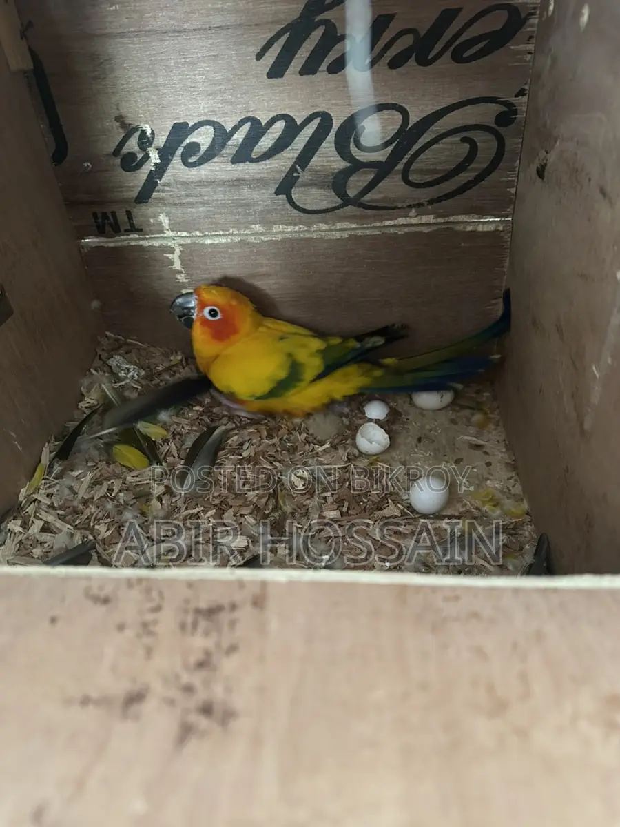Breeding Sun Conure Pair With DNA Card
