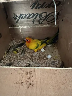 Breeding Sun Conure Pair With DNA Card