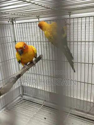 Breeding Sun Conure Pair With DNA Card