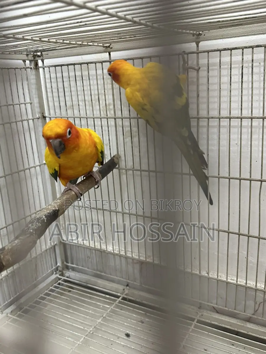 Breeding Sun Conure Pair With DNA Card