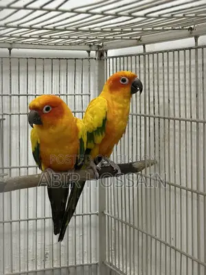 Breeding Sun Conure Pair With DNA Card
