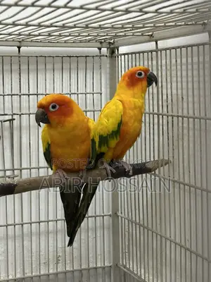 Breeding Sun Conure Pair With DNA Card