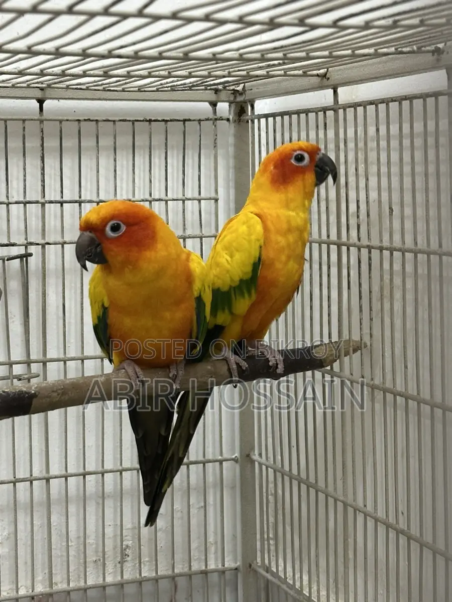 Breeding Sun Conure Pair With DNA Card