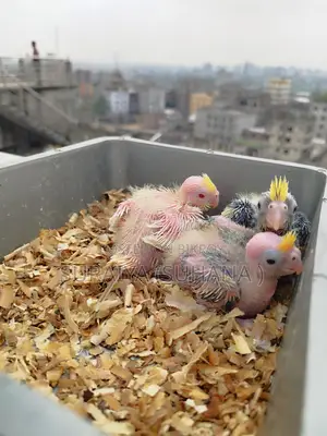Cockatiel baby
