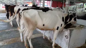 ১১৩৯ নং বাছাই কৃত ৬টি বকনা ।