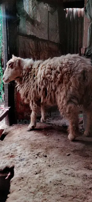 Sheep for sale.
