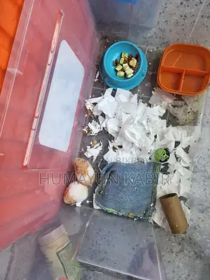 ১ জোড়া সিরিয়ান হ্যামস্টার বিক্রি করা হবে।