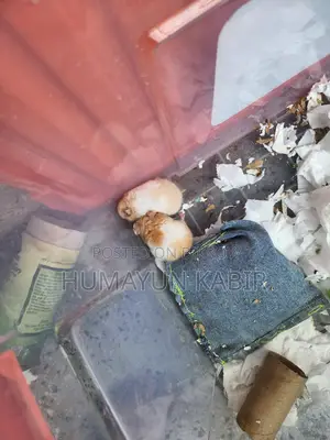 1 pair of Syrian hamsters for sale.
