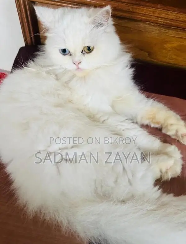 Traditional Persian Pregnant Female