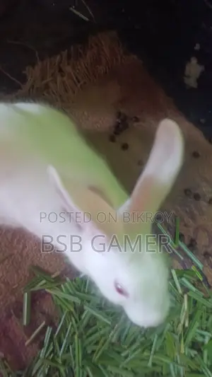 Rabbit