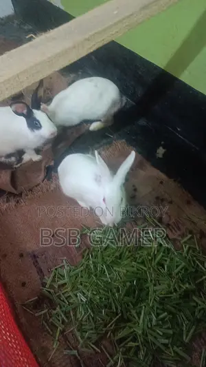 Rabbit
