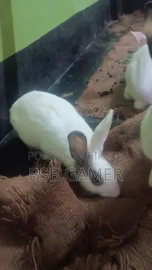 Rabbit