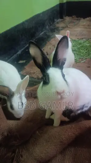 Rabbit