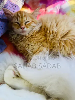 পার্সিয়ান বিড়াল
