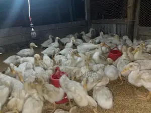 ২৫ দিন বয়সের অরিজিন বেইজিং হাস বিক্রি করা হবে