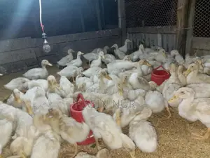 ২৫ দিন বয়সের অরিজিন বেইজিং হাস বিক্রি করা হবে