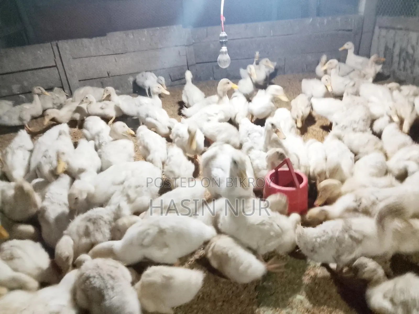 ২৫ দিন বয়সের অরিজিন বেইজিং হাস বিক্রি করা হবে