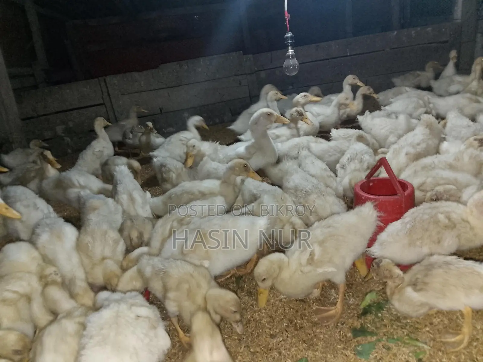 ২৫ দিন বয়সের অরিজিন বেইজিং হাস বিক্রি করা হবে