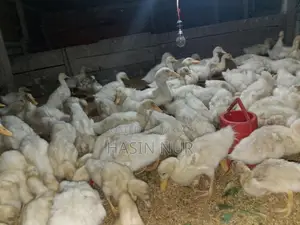 ২৫ দিন বয়সের অরিজিন বেইজিং হাস বিক্রি করা হবে