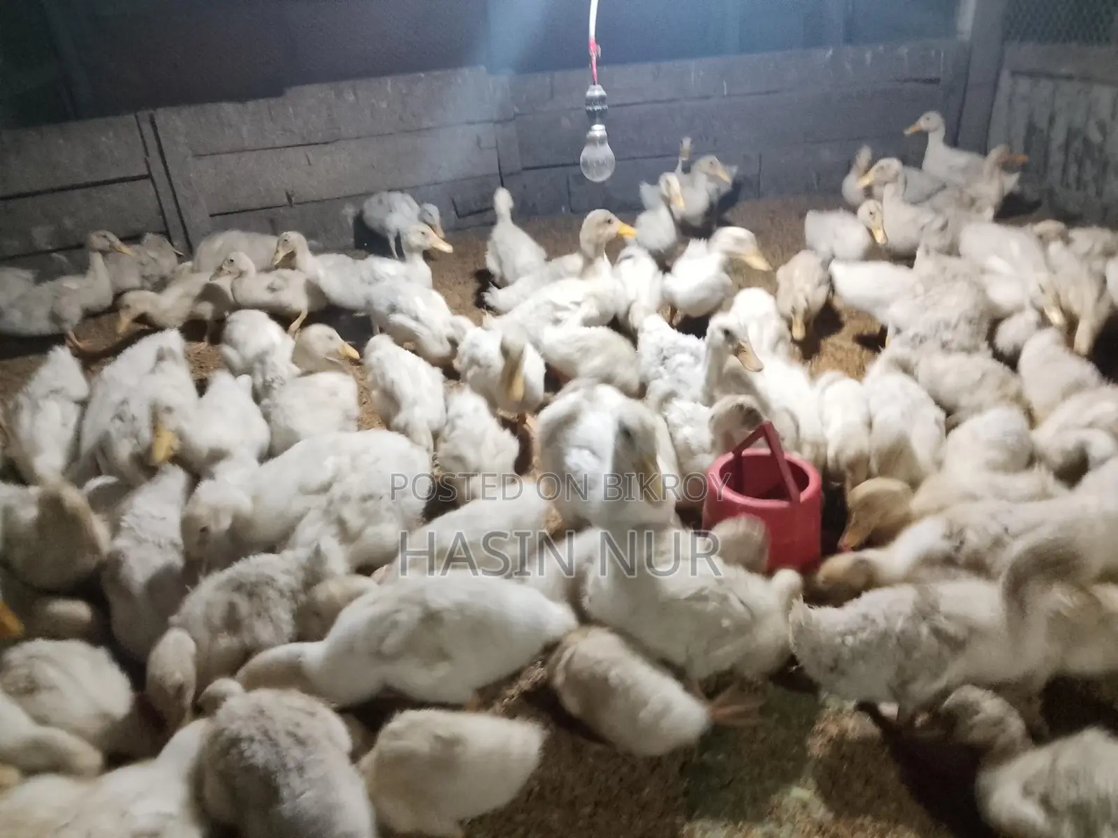 ২৫ দিন বয়সের অরিজিন বেইজিং হাস বিক্রি করা হবে