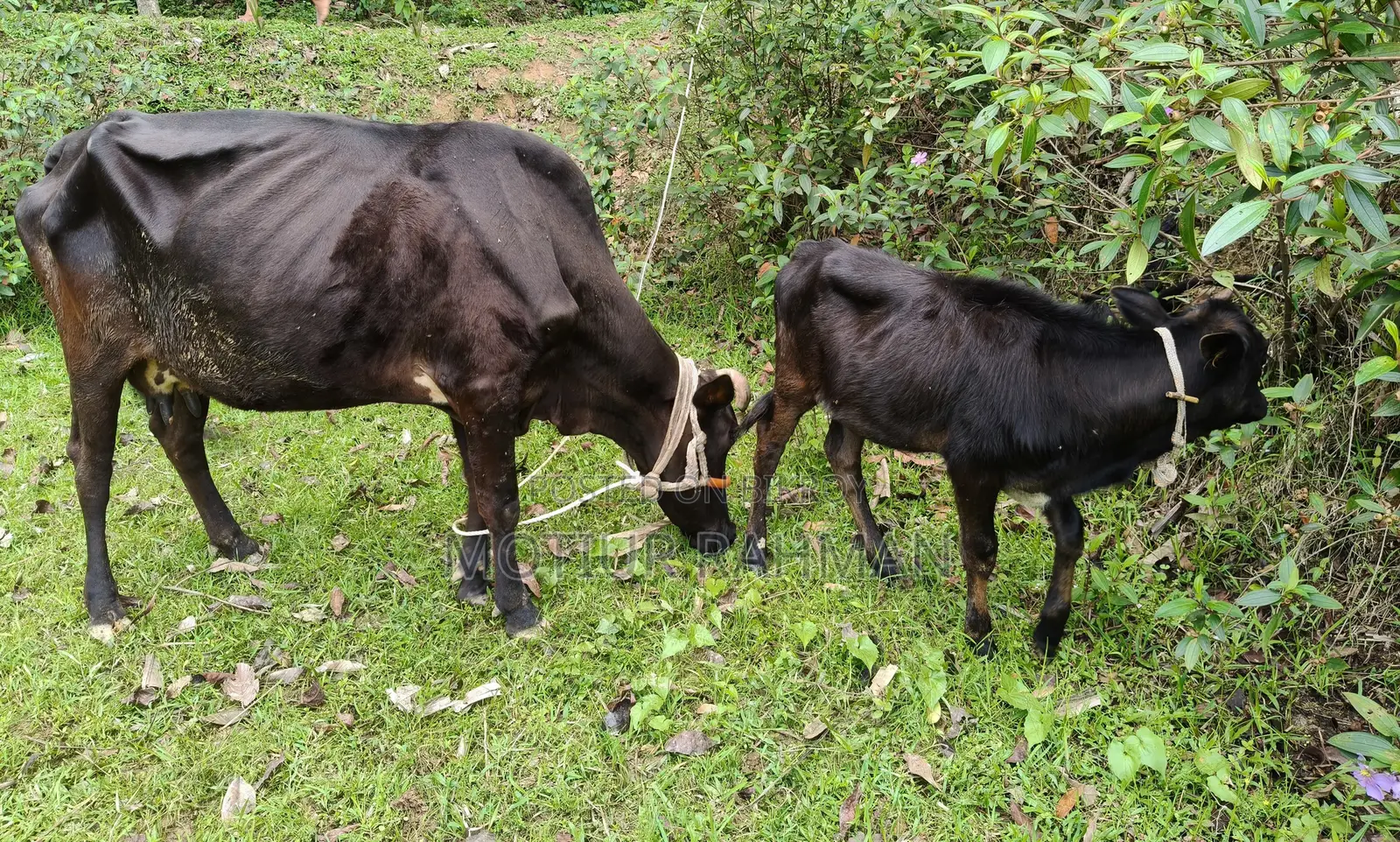 গাভি ও বাচুর