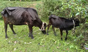গাভি ও বাচুর