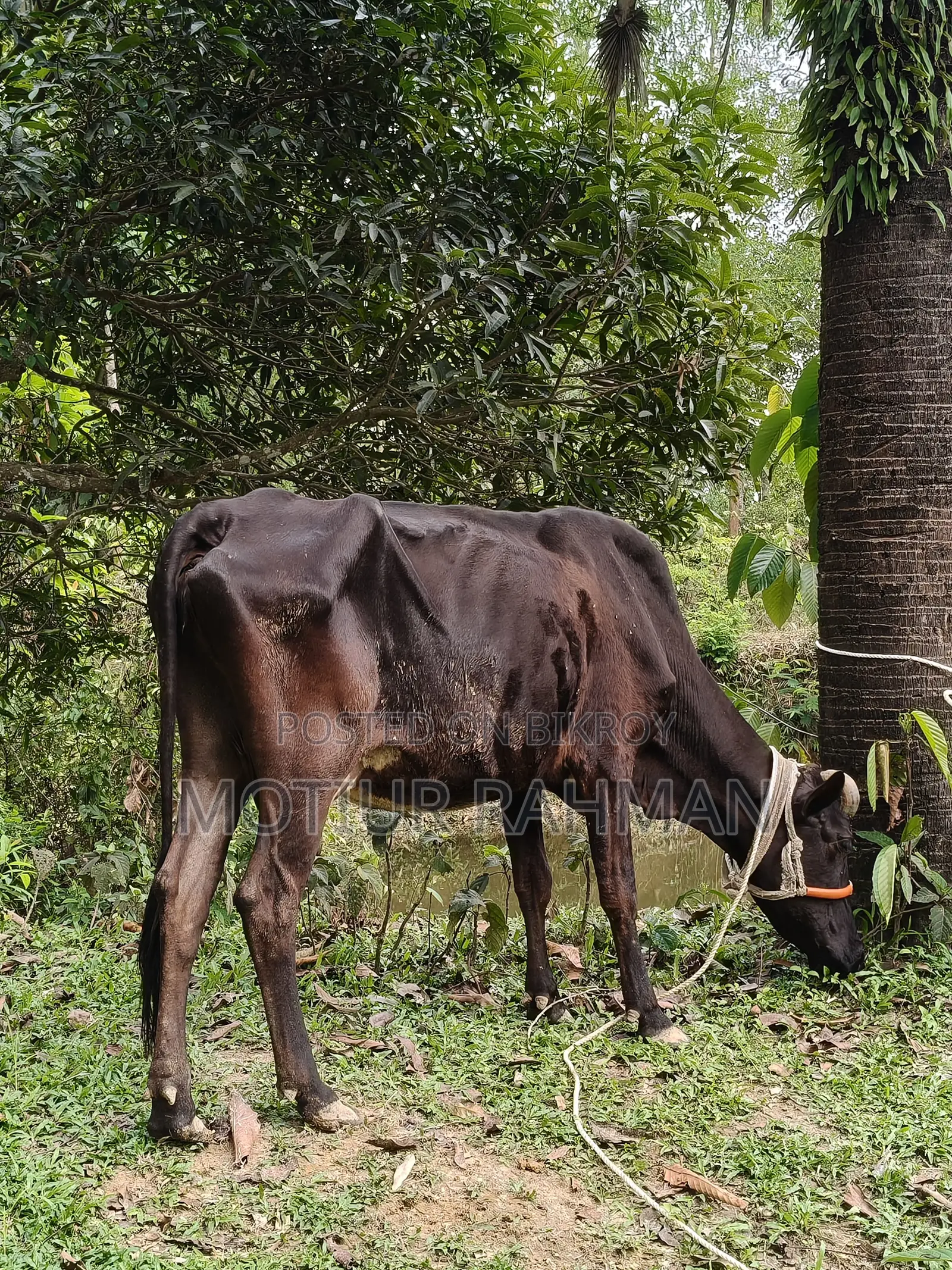 গাভি ও বাচুর