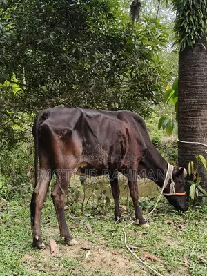 গাভি ও বাচুর