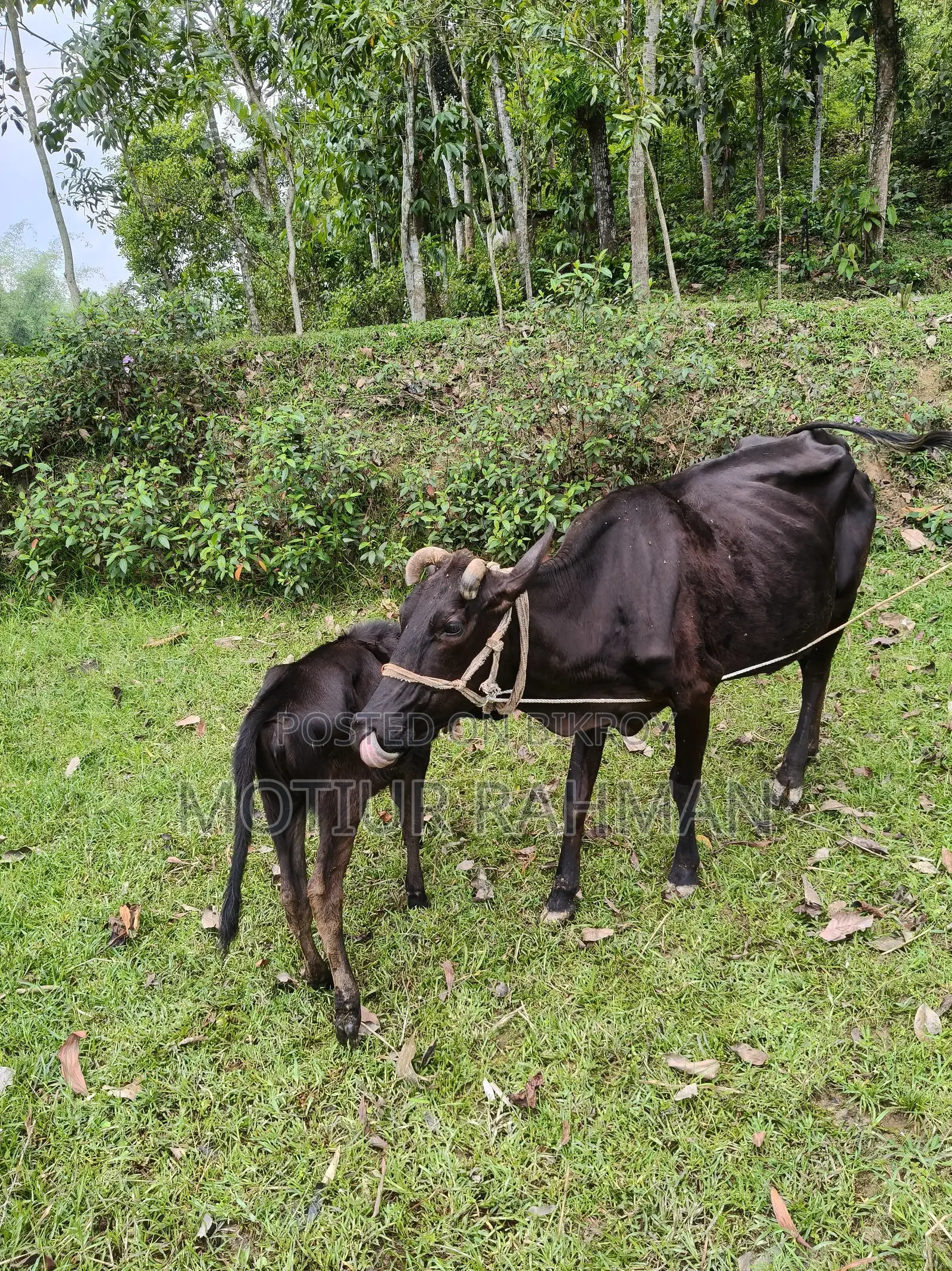 গাভি ও বাচুর