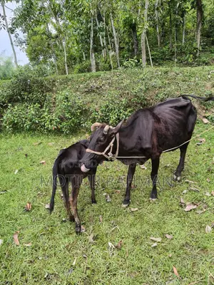 গাভি ও বাচুর
