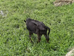 Cow and Calf