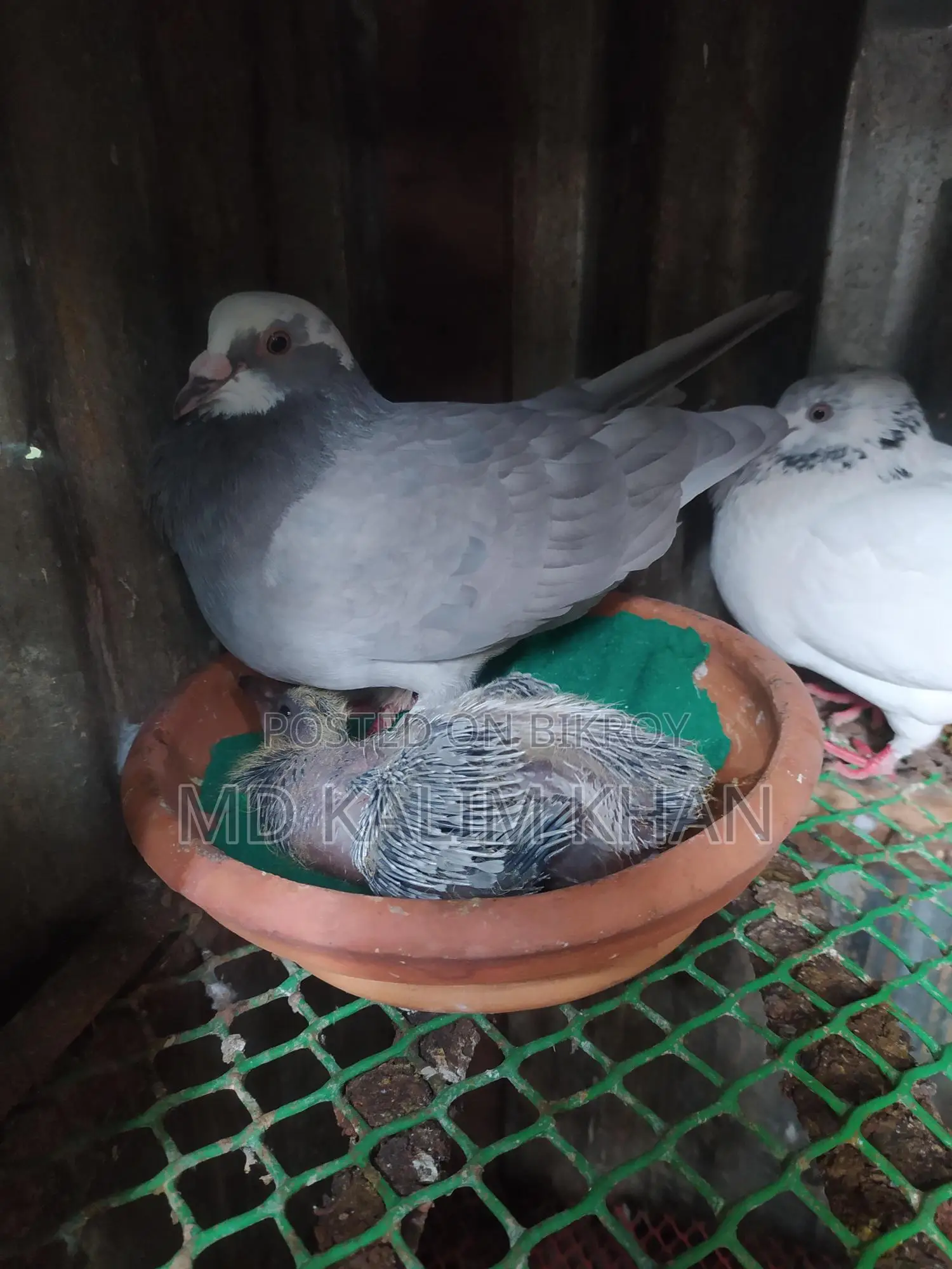 Pigeons with Eggs and Chicks (2 Pairs, 2 Males)