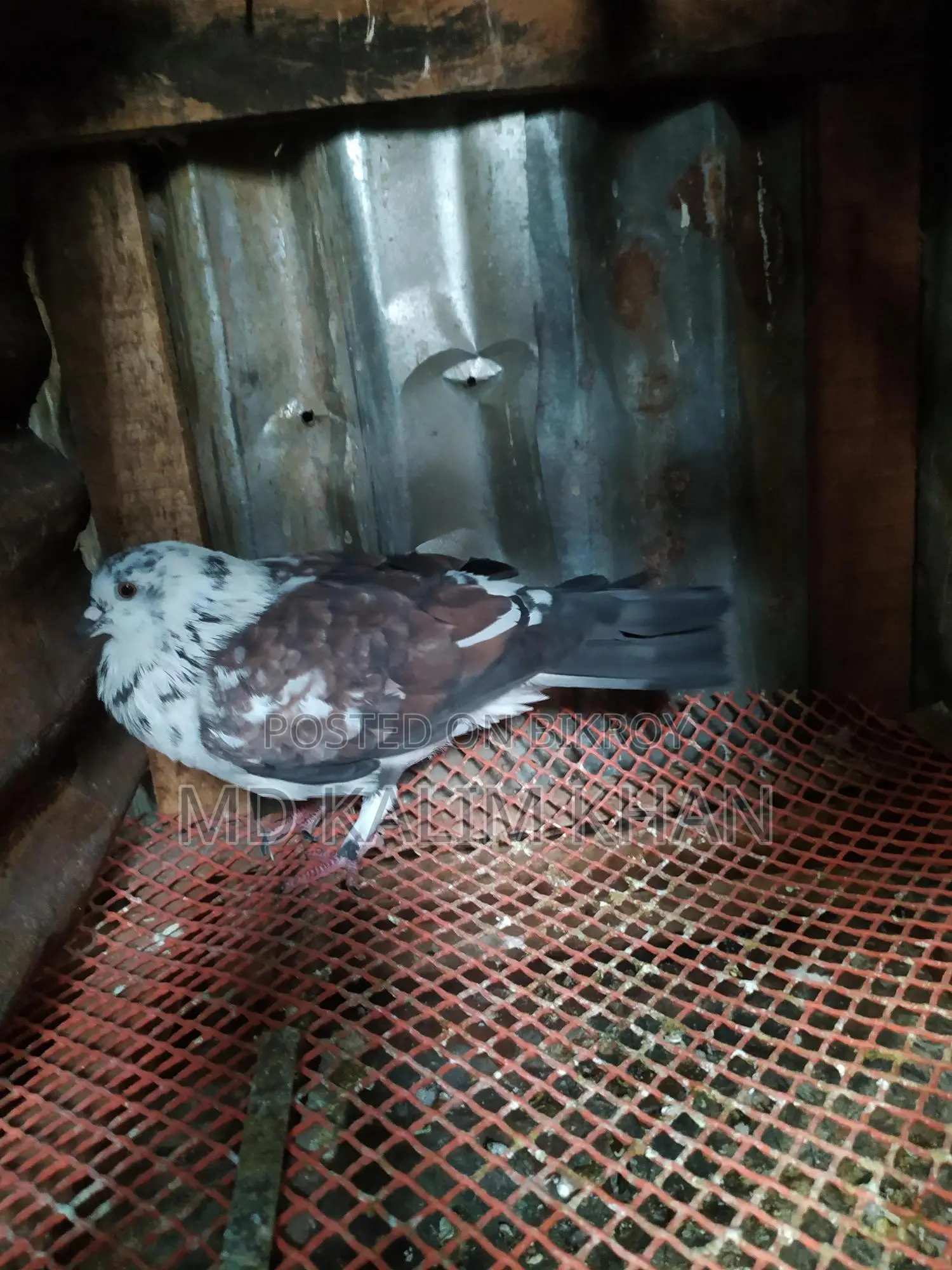 Pigeons with Eggs and Chicks (2 Pairs, 2 Males)