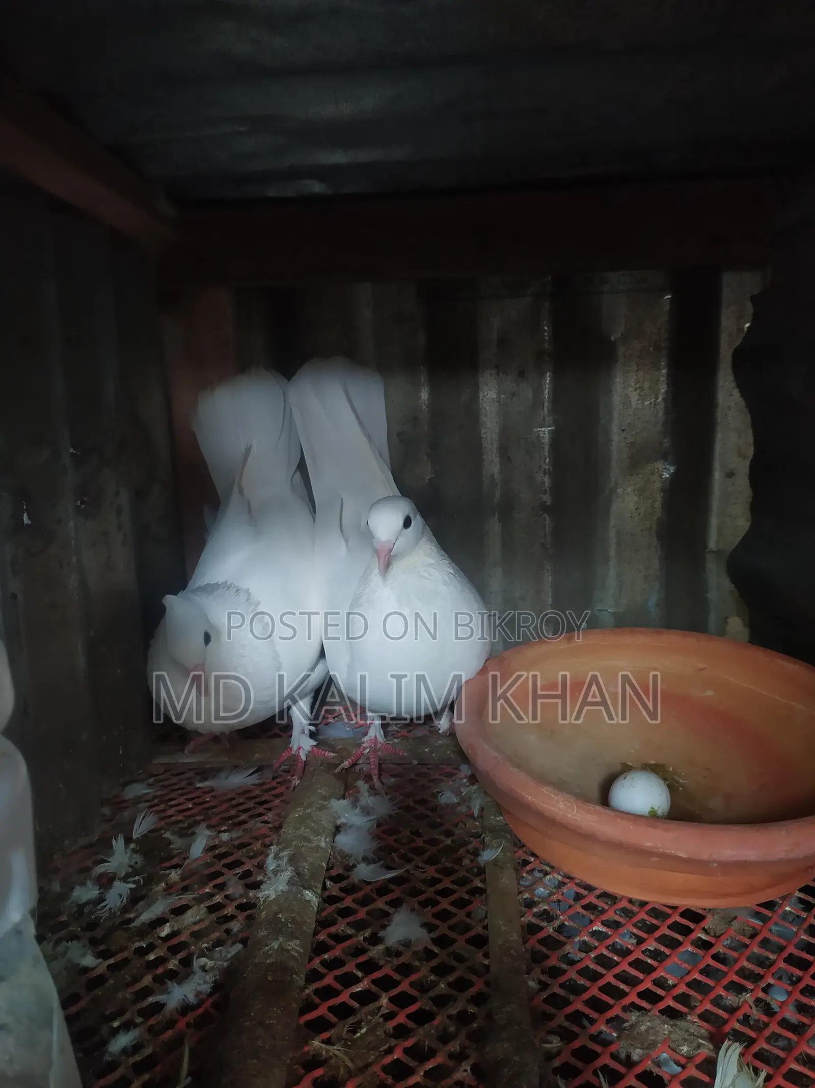 Pigeons with Eggs and Chicks (2 Pairs, 2 Males)