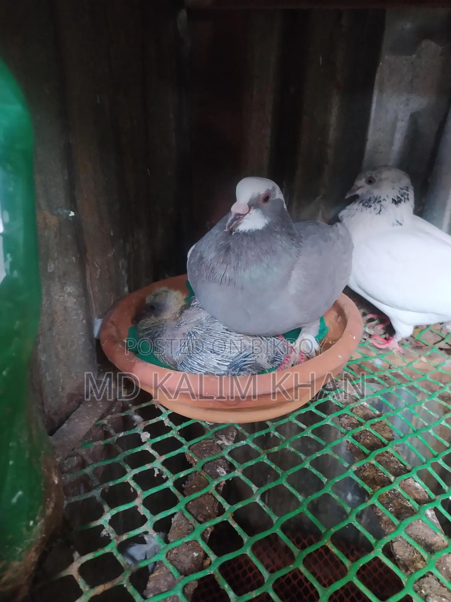 Pigeons with Eggs and Chicks (2 Pairs, 2 Males)