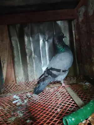Pigeons with Eggs and Chicks (2 Pairs, 2 Males)