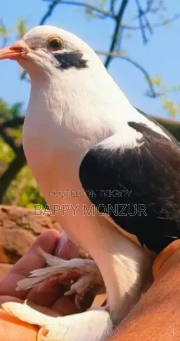 কবুতর বিক্রি হবে